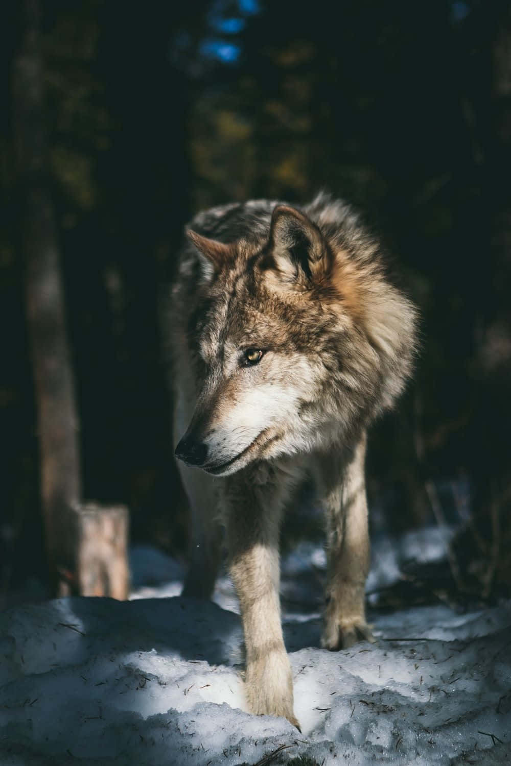Gray Wolf 桌布 壁紙 — 一隻擁有厚毛的孤狼在樹木間斑駁的陽光下，於雪地森林中警覺地站立。