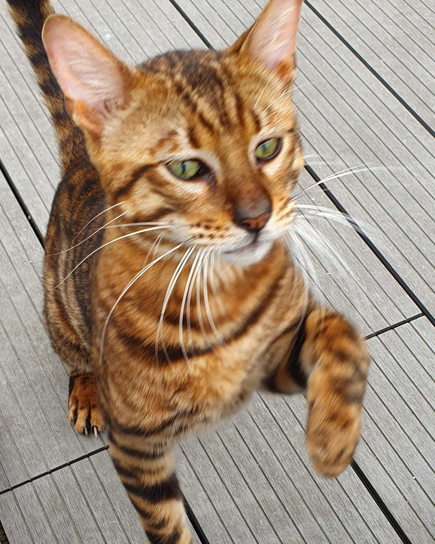 Toyger 桌布 壁紙 — 一隻擁有引人注目的綠色眼睛和金色皮毛的孟加拉貓警覺地坐在風化的木甲板上。