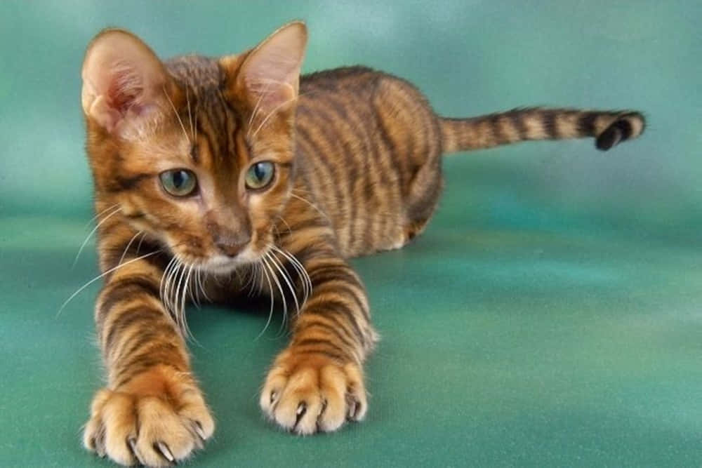 Toyger 桌布 壁紙 — 一隻擁有引人注目的綠色眼睛和金色玫瑰斑紋的孟加拉小貓，在青綠色背景上警覺地蹲伏著。