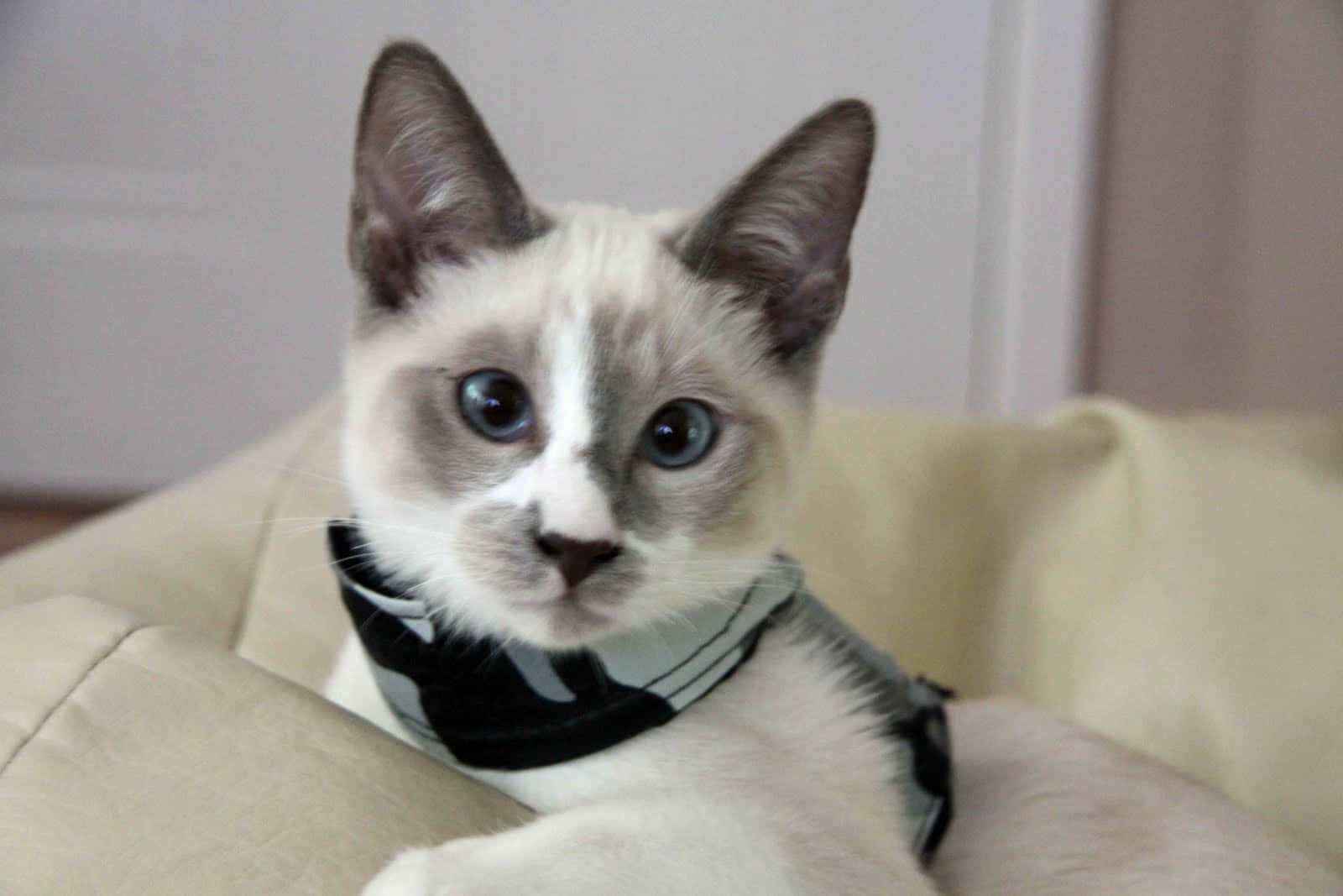 Snowshoe Cat 桌布 壁紙 — 一隻擁有引人注目的藍眼睛、戴著黑白頭巾的暹羅貓咪特寫，正躺在一張米色沙發上。