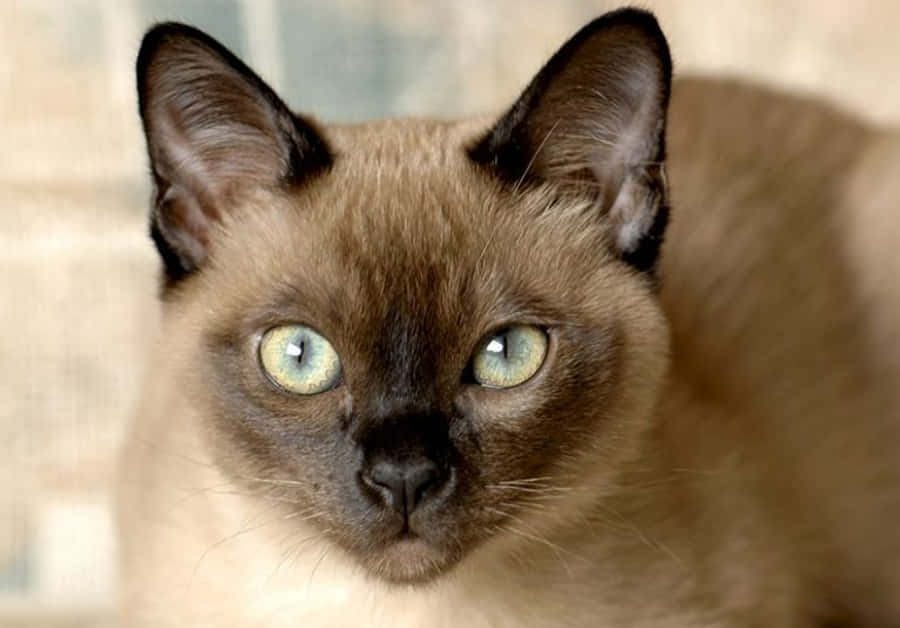 Tonkinese 桌布 壁紙 — 一隻擁有引人注目的藍眼睛和深色重點的暹羅貓特寫，專注地凝視著相機。