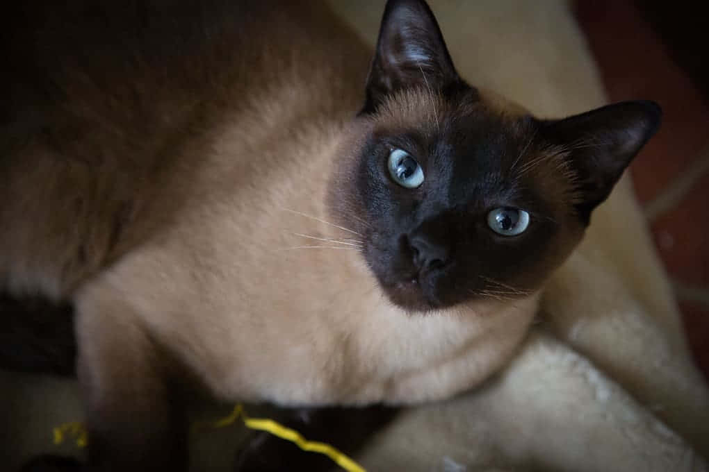 Tonkinese 桌布 壁紙 — 一隻擁有引人注目的藍眼睛和深色重點的暹羅貓，從舒適的室內環境向上凝視的特寫。