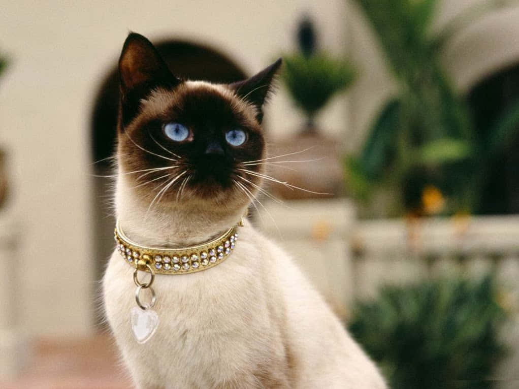 Burmese Cat 桌布 壁紙 — 一隻擁有引人注目的藍眼睛和鑲有寶石項圈的暹羅貓，在柔和模糊的花園背景下向上凝視。