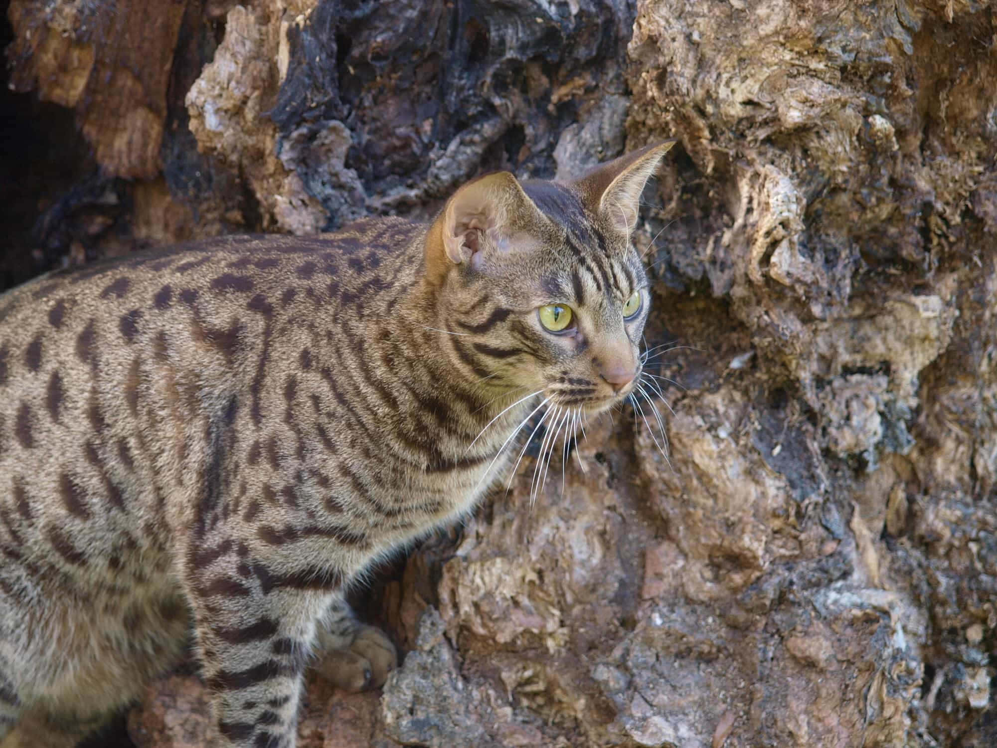 Ocicat 桌布 壁紙 — 一隻擁有引人注目綠色眼睛和斑點毛皮的野貓，警覺地蹲在粗壯的樹幹旁。