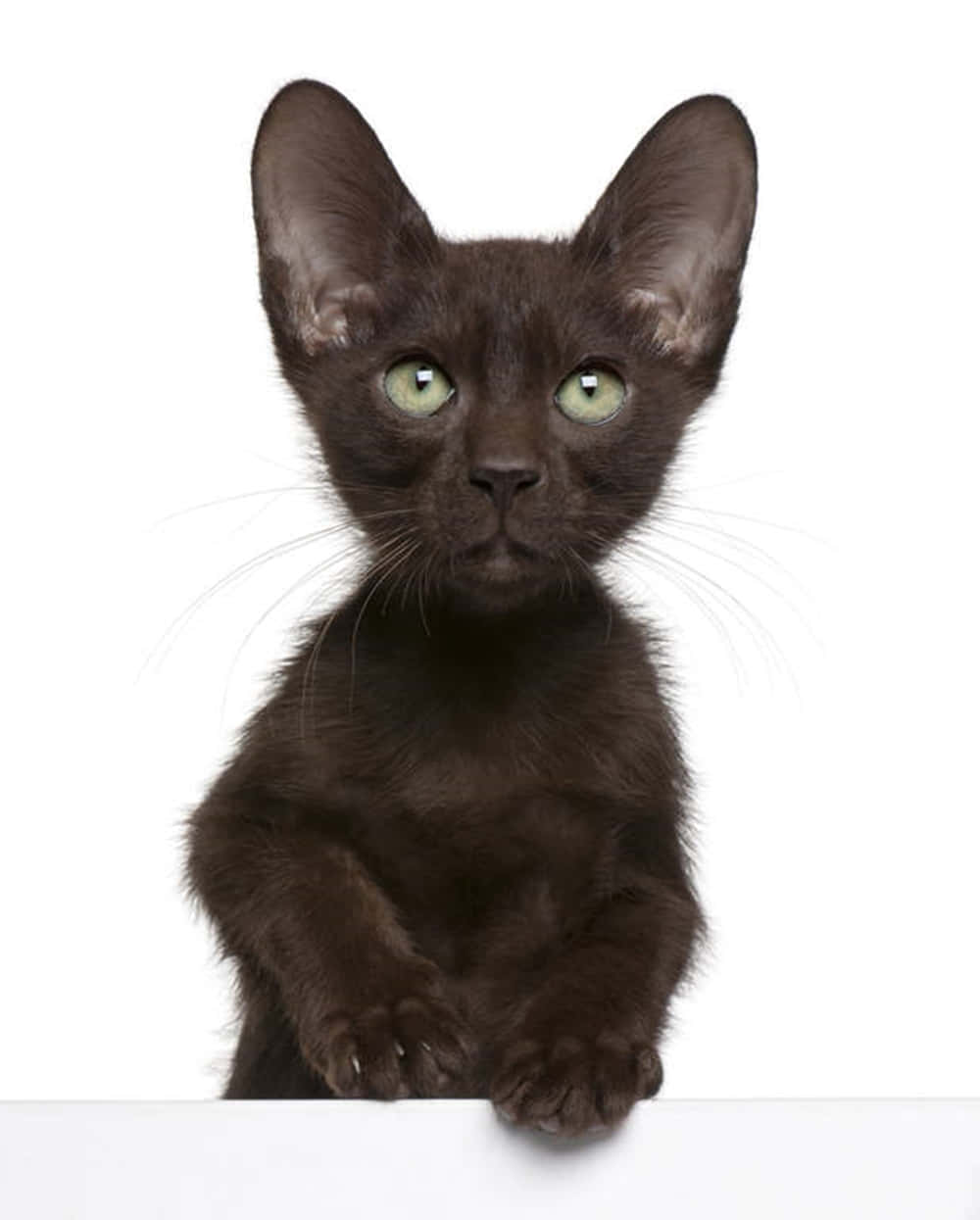 Havana Brown Cat 桌布 壁紙 — 一隻擁有引人注目綠色眼睛的小黑貓，好奇地越過白色表面，在純白背景上探頭張望。