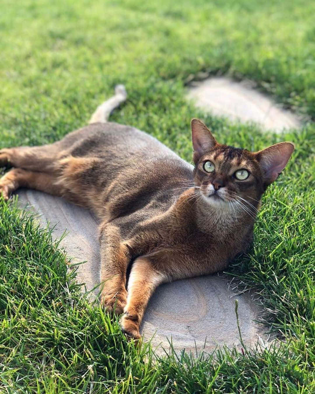 Abyssinian 桌布 壁紙 — 一隻擁有引人注目綠色眼睛的阿比西尼亞貓，在充滿活力的綠色草地環繞的石徑上休憩。