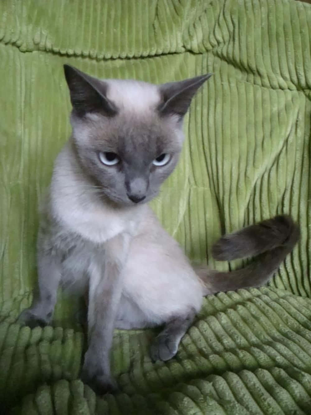Thai Lilac Cat 桌布 壁紙 — 一隻擁有引人注目藍眼的暹羅貓平靜地坐在有紋理的綠色燈芯絨毯子上。