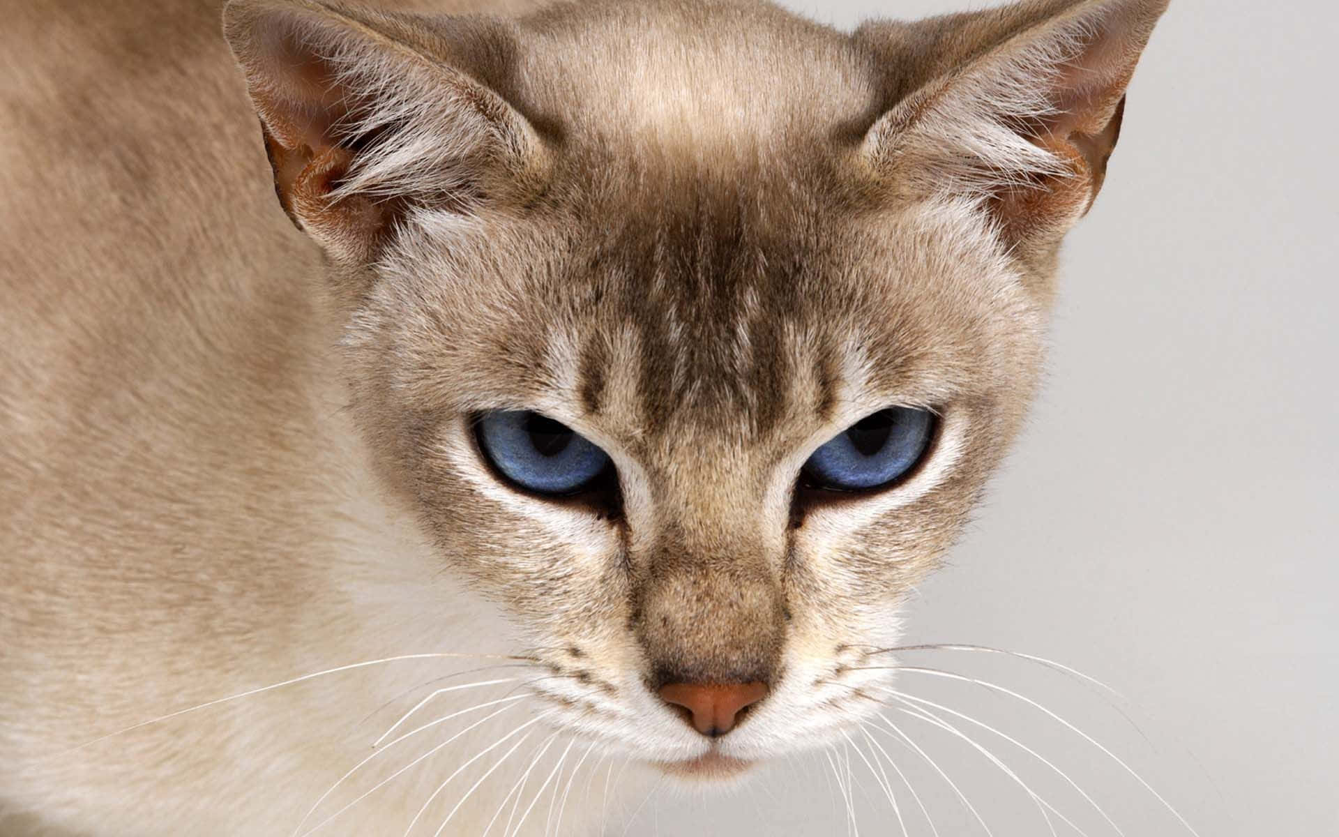 Tonkinese 桌布 壁紙 — 一隻擁有引人注目藍眼睛和淺棕色毛髮的暹羅貓特寫，正專注地凝視著相機。