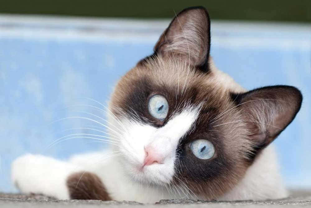 Snowshoe Cat 桌布 壁紙 — 一隻擁有引人注目藍眼睛和白色毛髮的雪鞋貓在紋理表面上休息的特寫。
