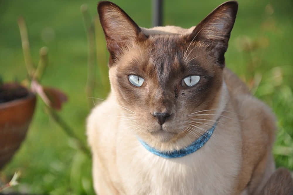 Tonkinese 桌布 壁紙 — 一隻擁有引人注目藍眼睛和藍色項圈的暹羅貓特寫，坐在綠色草地上。