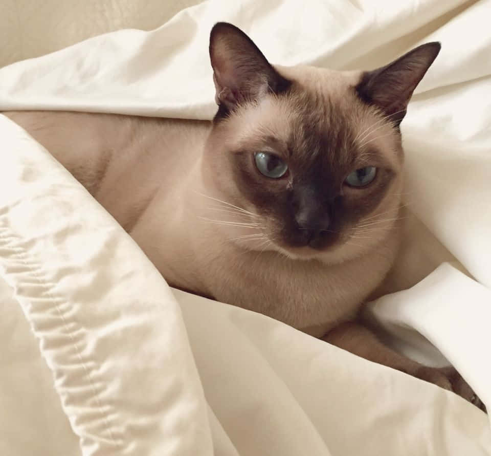 Tonkinese 桌布 壁紙 — 一隻擁有引人注目藍眼睛的暹羅貓，在舒適的室內環境中從柔軟的白色床單下探出頭來。