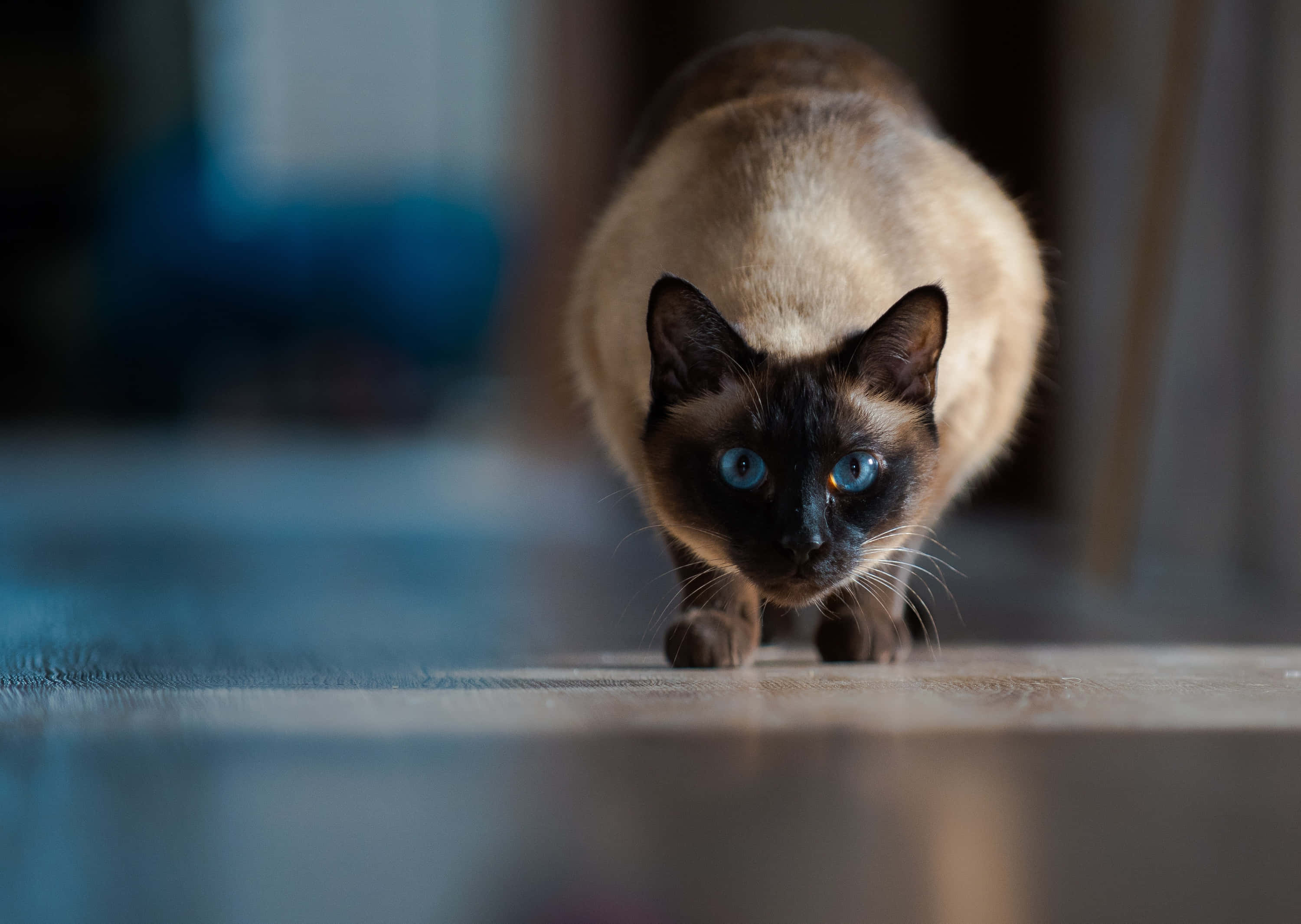 Tonkinese 桌布 壁紙 — 一隻擁有引人注目藍眼睛的暹羅貓低伏在木地板上，專注地向前凝視。