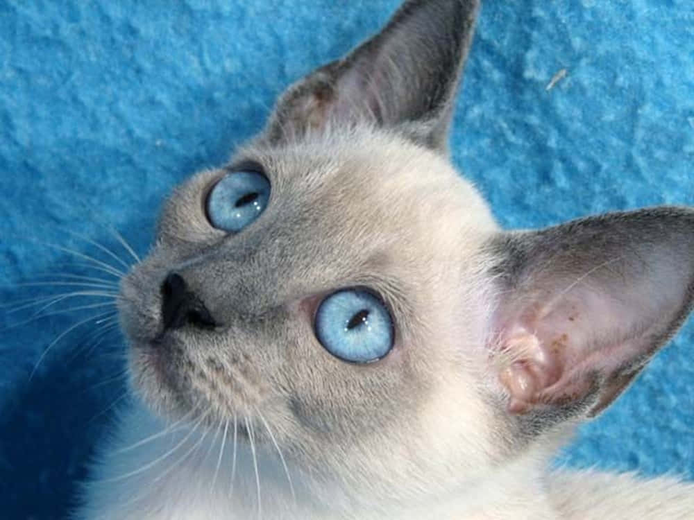 Thai Lilac Cat 桌布 壁紙 — 一隻擁有引人注目藍眼睛的暹羅貓咪特寫，向上凝視著帶有紋理的藍色背景。