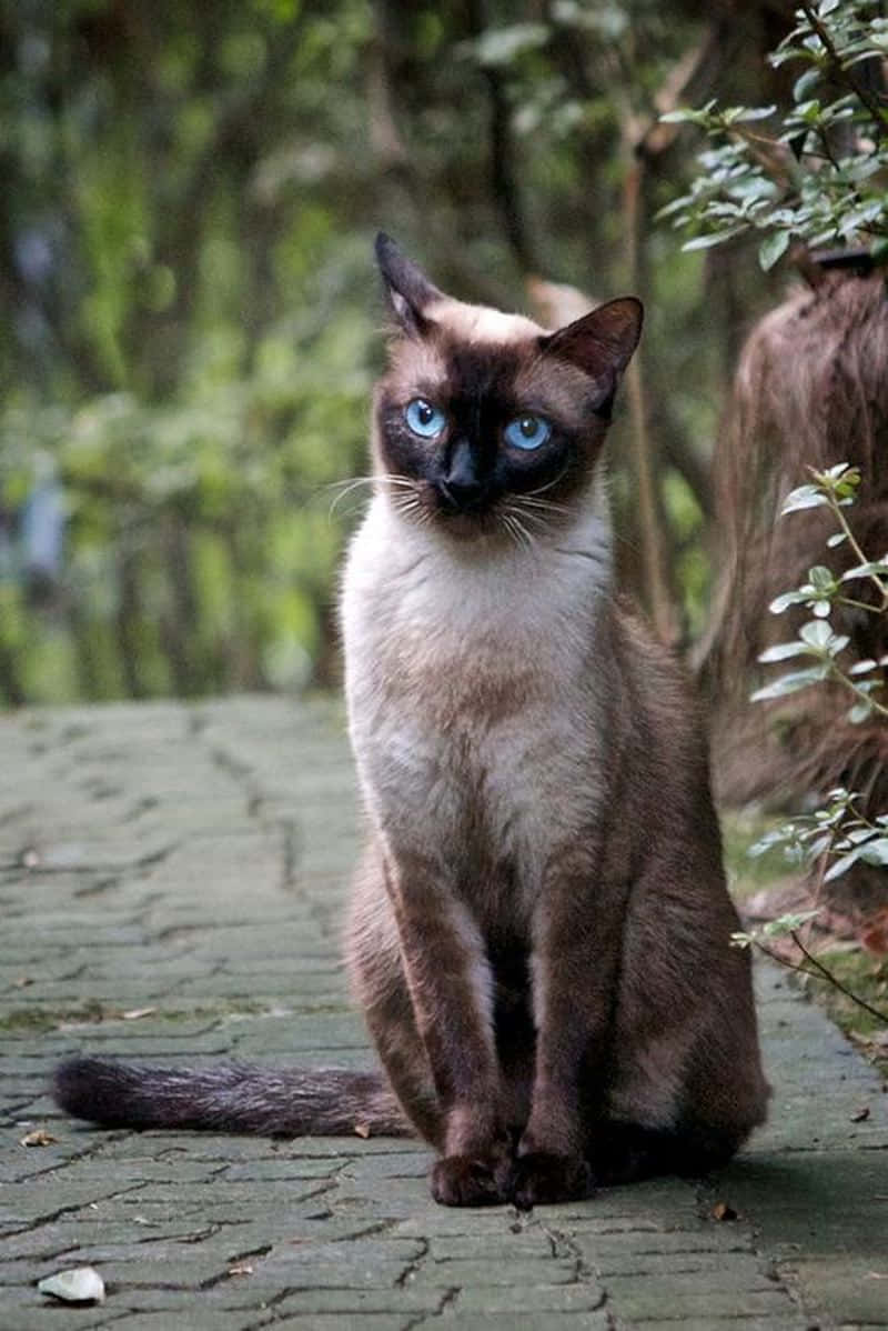 Thai Blue Cat 桌布 壁紙 — 一隻擁有引人注目藍眼睛的暹羅貓警覺地坐在長滿苔蘚的石徑上，周圍是茂密的綠色植物。