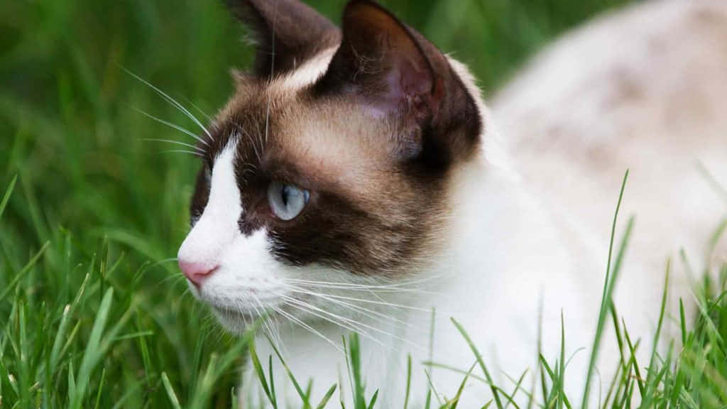 Snowshoe Cat 桌布 壁紙 — 一隻擁有引人注目藍眼睛的雪鞋貓在充滿活力的綠草中休息的特寫。