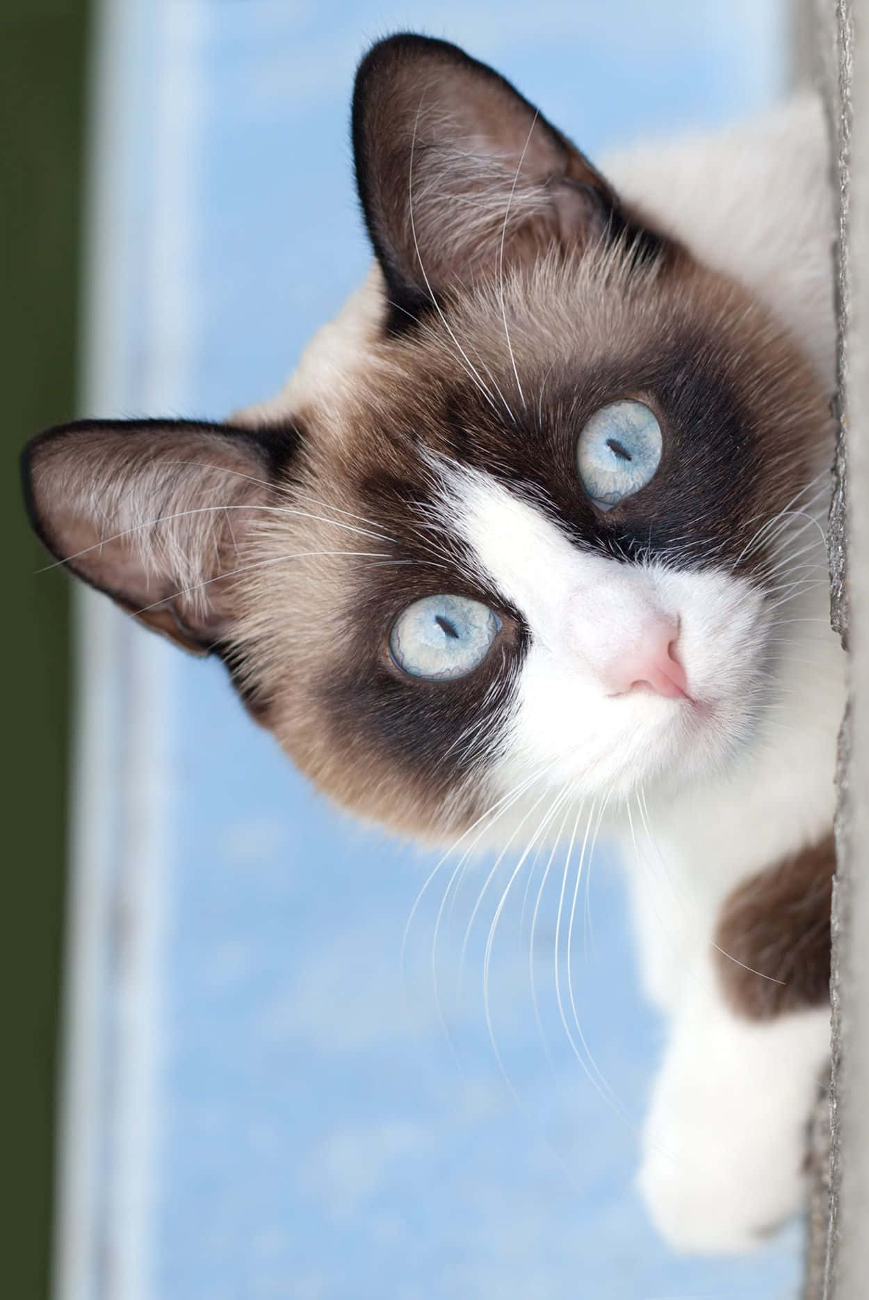 Snowshoe Cat 桌布 壁紙 — 一隻擁有引人注目藍眼睛的雪鞋貓從窗框後好奇地窺視的特寫。