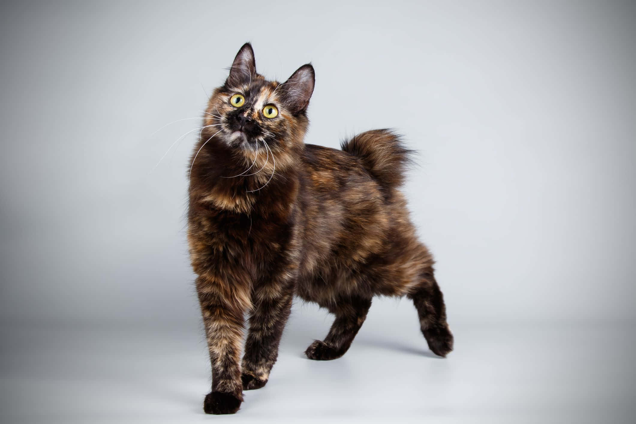 Kurilian Bobtail 桌布 壁紙 — 一隻擁有引人注目黃色眼睛的玳瑁貓，在純灰色工作室背景前警覺地站立。
