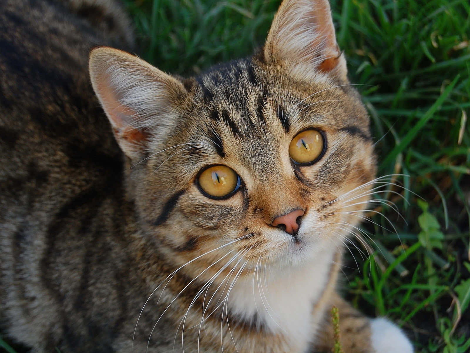 Tabby Cat 桌布 壁紙 — 一隻擁有搶眼琥珀色眼睛嘅虎斑貓，喺陽光普照嘅戶外場景中，從茂密嘅綠草叢中專注地凝視。