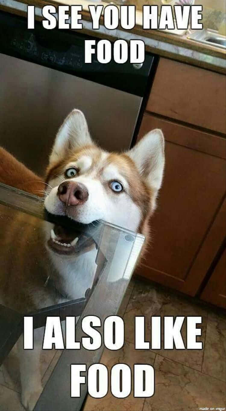 Pet Memes 桌布 壁紙 — 一隻擁有明亮藍眼睛的哈士奇，從廚房櫃檯後面急切地探出頭來，拿著一個帶有文字疊加的玻璃容器。