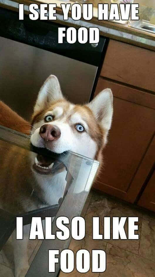 Food Memes 桌布 壁紙 — 一隻擁有明亮藍眼睛的哈士奇從廚房抽屜把手後面急切地窺視，帶有文字疊加。