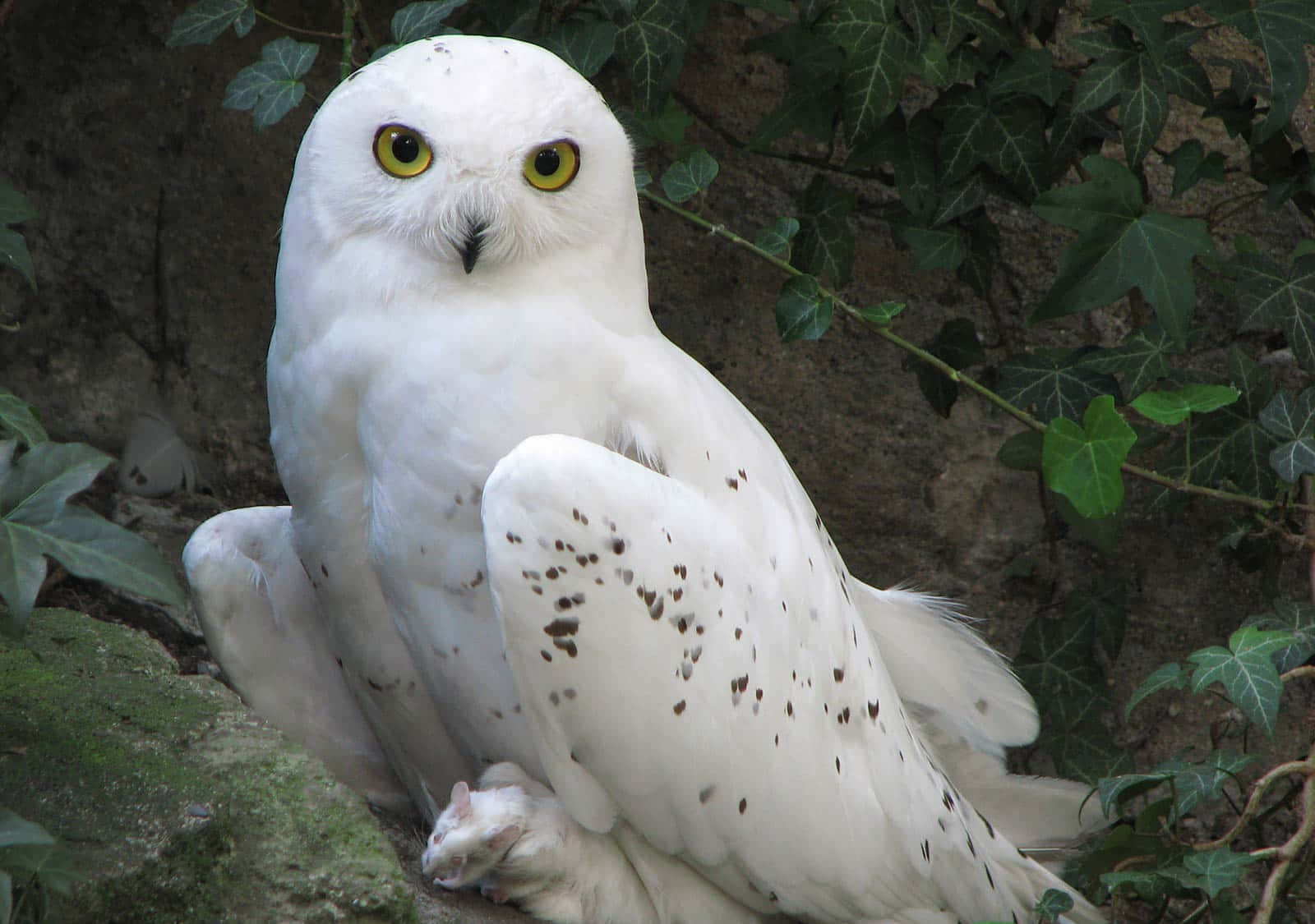 Snowy Owl 桌布 壁紙 — 一隻擁有明亮黃色眼睛的雪鴞棲息在長滿苔蘚、被綠色常春藤環繞的岩石上。