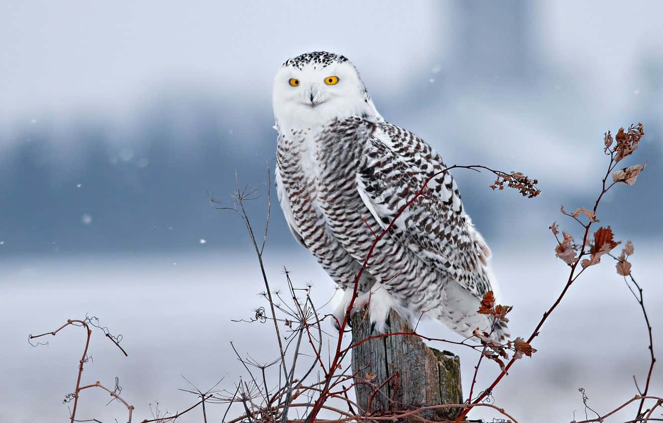 Snowy Owl 桌布 壁紙 — 一隻擁有明亮黃色眼睛的雪鴞警覺地棲息在風化的木柱上，周圍是光禿的冬季樹枝，背景是柔和的降雪。