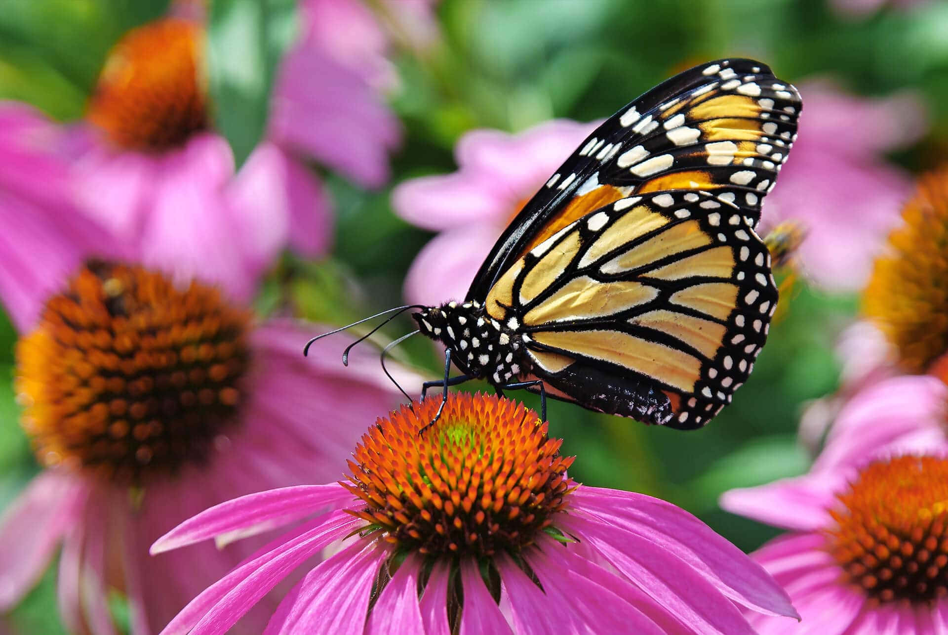 Butterfly Garden Plants 桌布 壁紙 — 一隻擁有橙色、黑色和白色翅膀的帝王蝶，輕盈地停駐在陽光花園中一朵鮮豔的粉紅色紫錐花上。