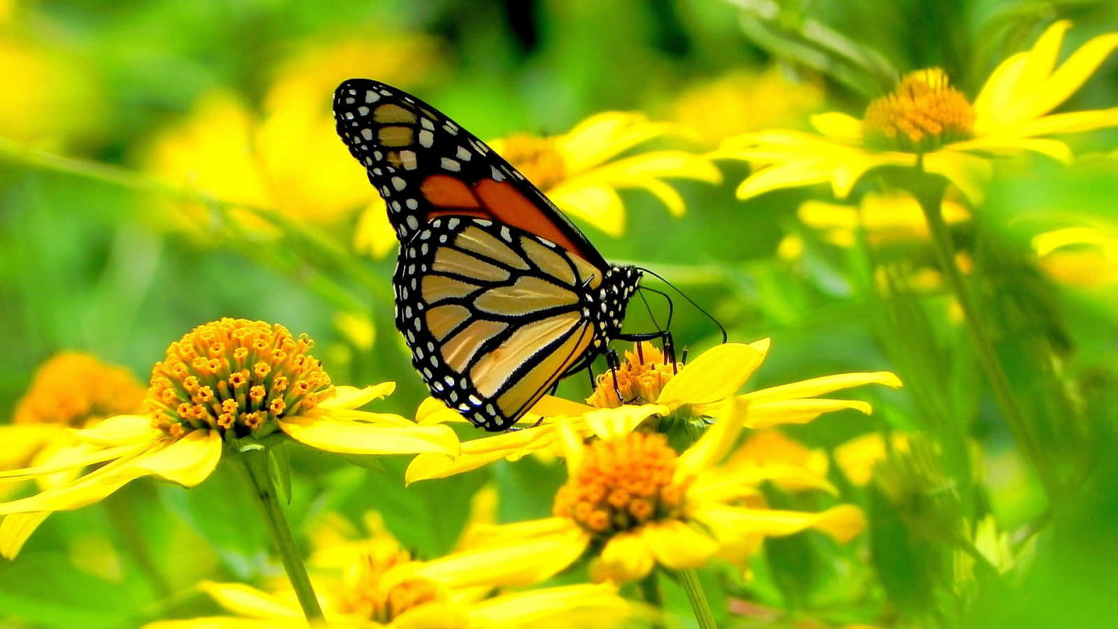 Butterfly Yellow 桌布 壁紙 — 一隻擁有橙色、黑色和白色翅膀的帝王蝶，輕柔地停在一朵鮮黃色的花朵上，周圍環繞著茂密的綠色樹葉。