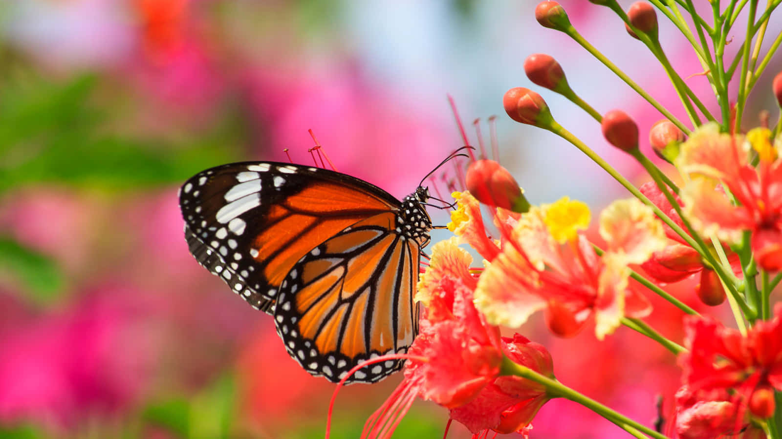 Butterfly Garden 桌布 壁紙 — 一隻擁有橙色、黑色和白色翅膀的帝王蝶，輕柔地停在一朵鮮豔的紅黃色花朵上，背景是柔和的粉紅色模糊效果。