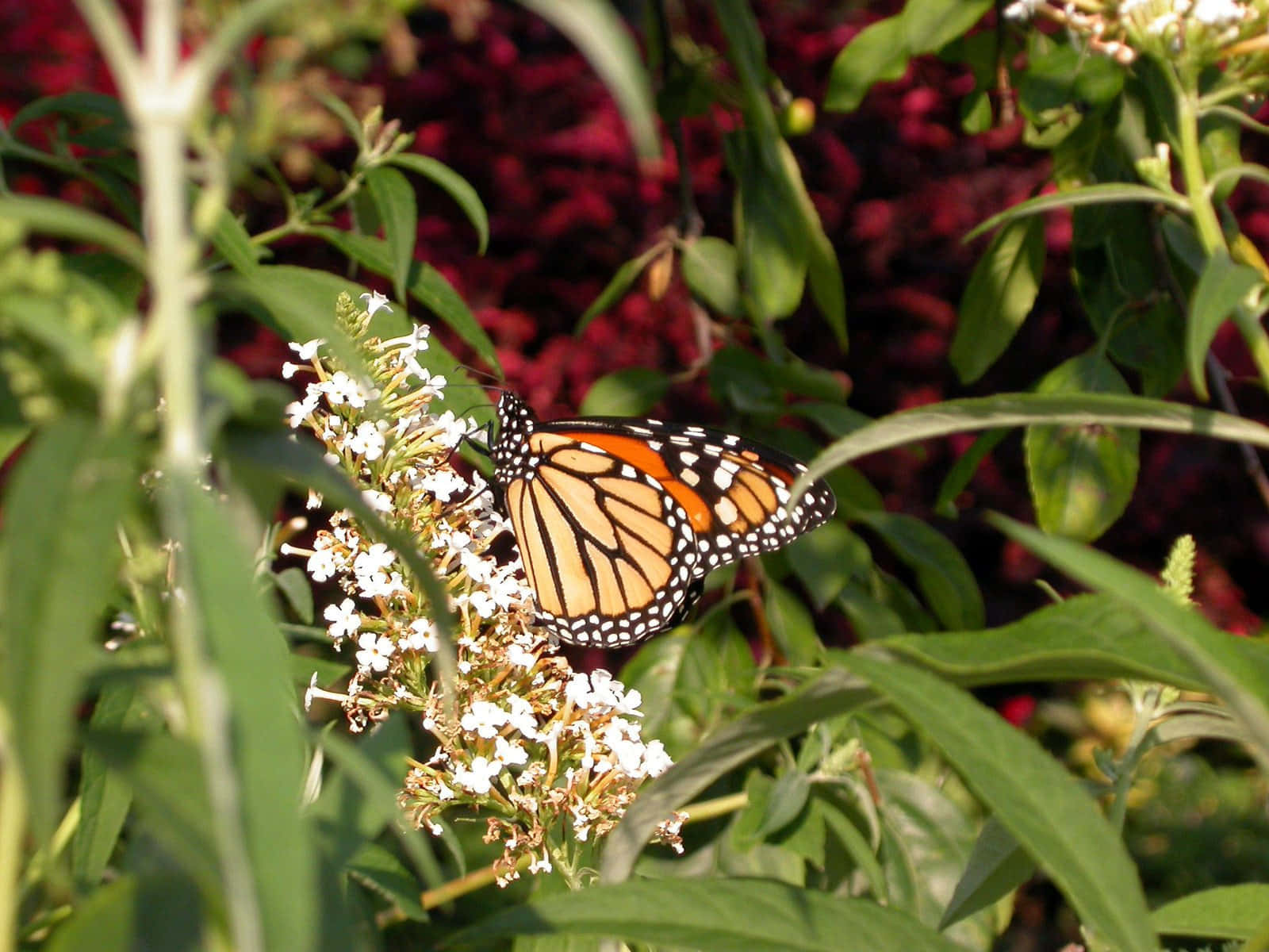 Butterfly Zoo 桌布 壁紙 — 一隻擁有橙色、黑色和白色翅膀的帝王蝶，輕輕停在一簇被茂密綠葉和深紅色葉子環繞的小白花上。