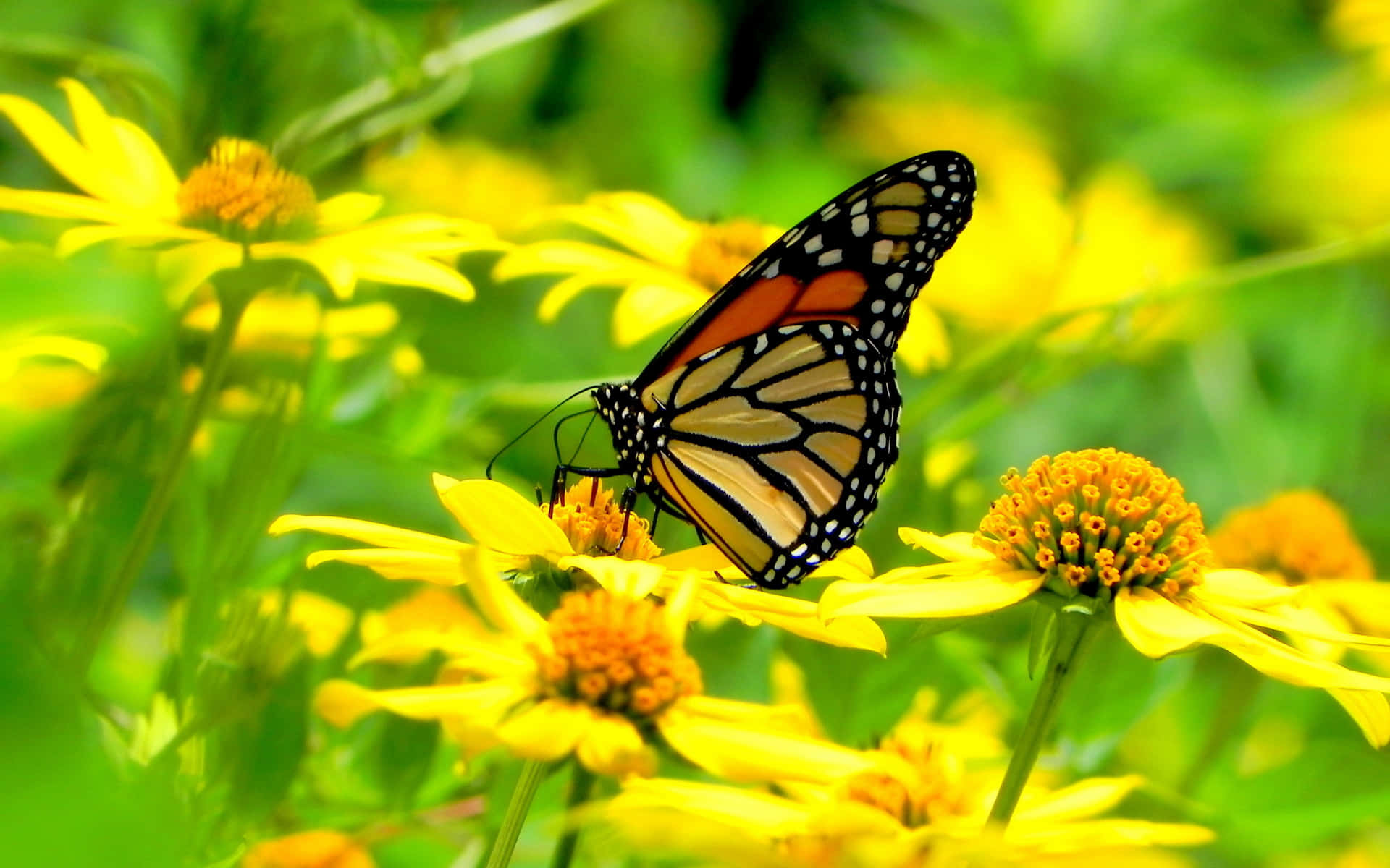 Butterfly Zoo 桌布 壁紙 — 一隻擁有橙色、黑色和白色翅膀的帝王蝶，輕盈地停在一朵鮮黃色的花朵上，周圍環繞著茂密的綠色葉子。