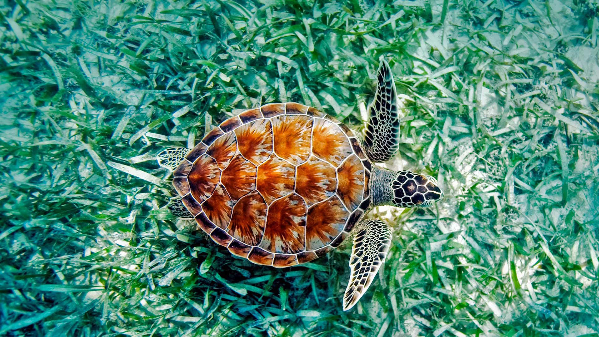 sea turtle 桌布 壁紙 — 一隻擁有橙色和黑色龜殼的海龜，在充滿活力的綠色海草中優雅地滑行於水下。