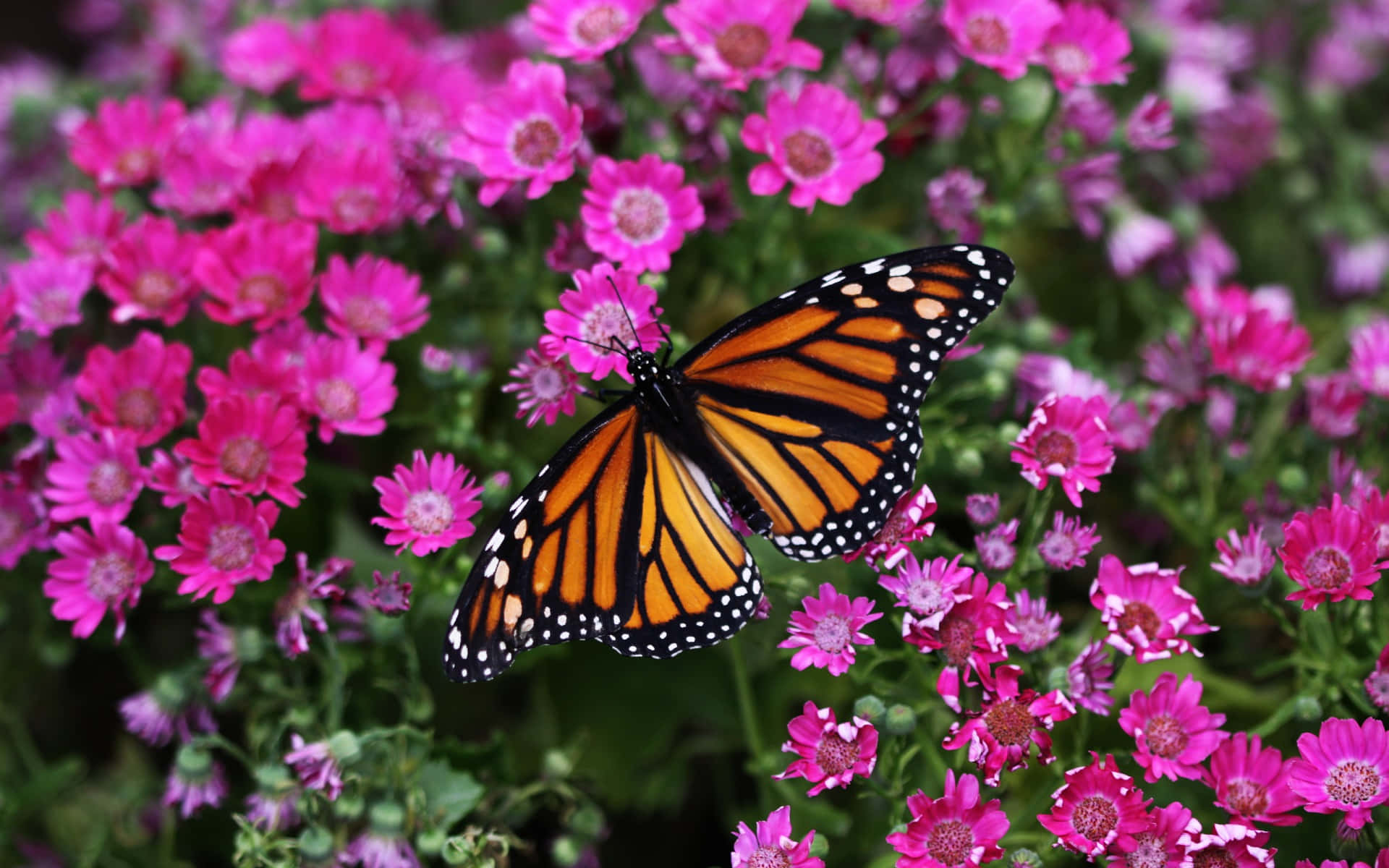 Butterfly Species 桌布 壁紙 — 一隻擁有橙色翅膀和黑色脈絡的帝王蝶，輕柔地停在一簇鮮豔的粉紅色雛菊上。