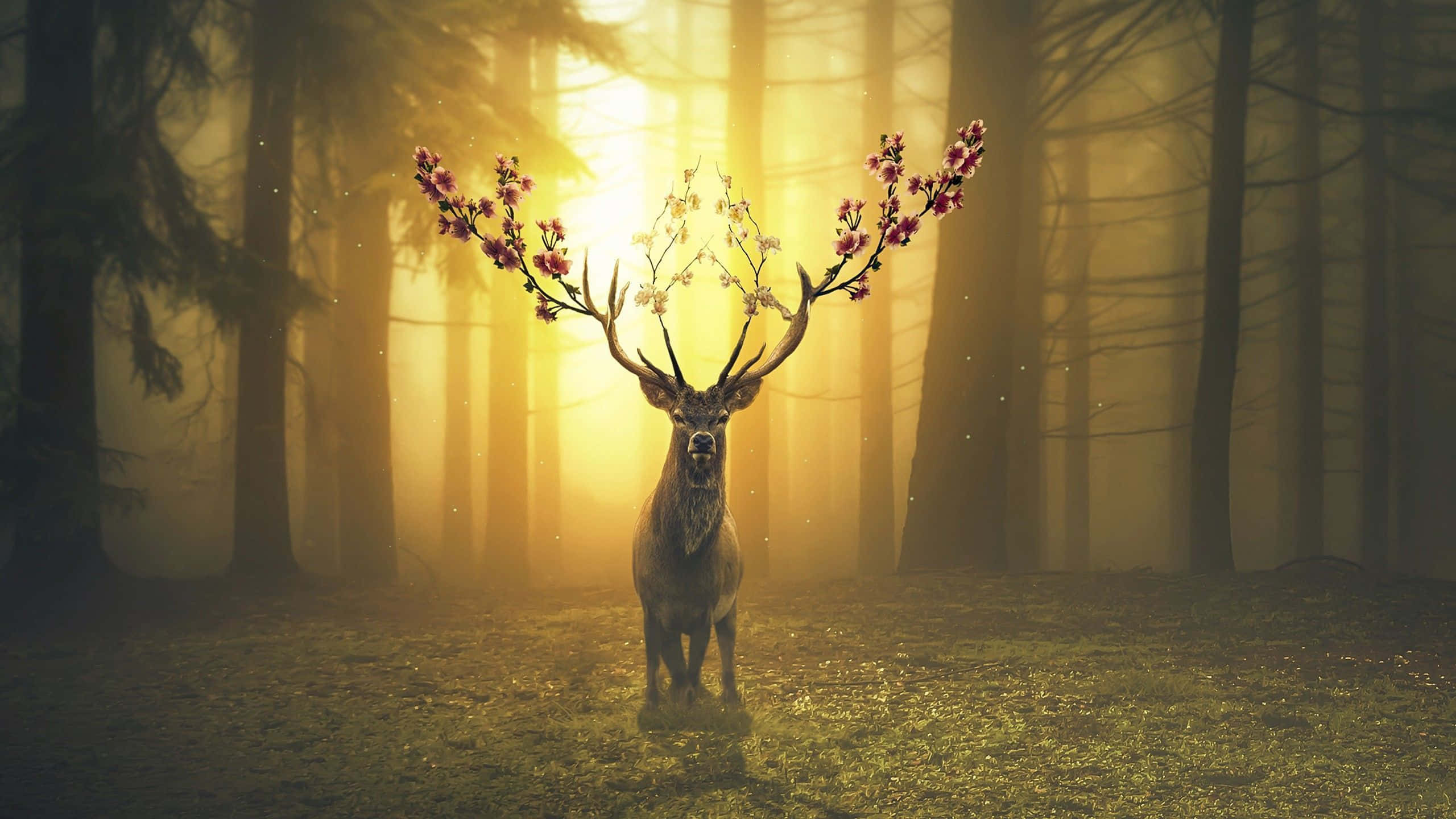 Beautiful Wildlife 桌布 壁紙 — 一隻擁有櫻花鹿角的神秘鹿，站在陽光普照、薄霧籠罩的森林中，正值黃金時刻。