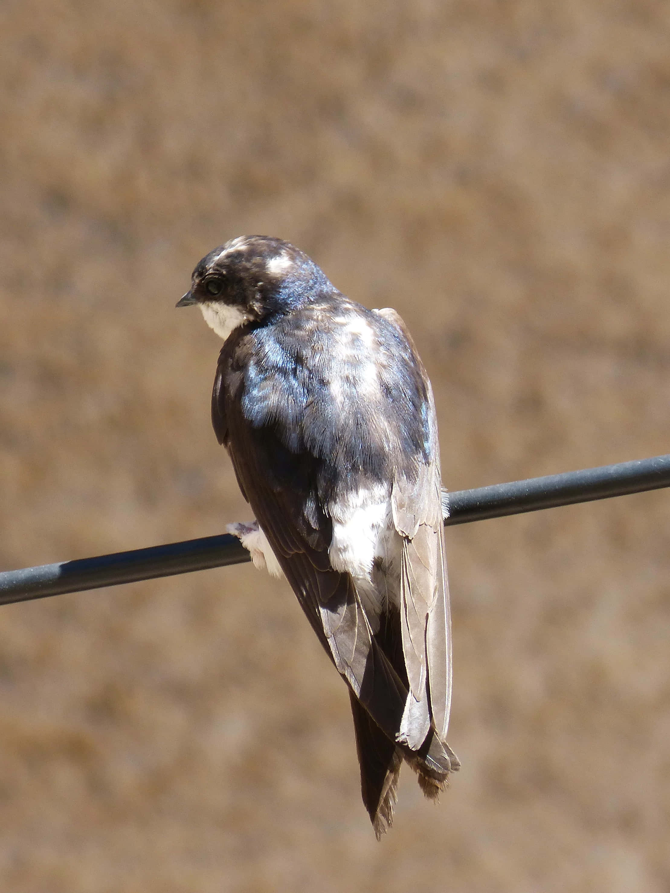 Swallow Bird 桌布 壁紙 — 一隻擁有深藍色和白色羽毛的小鳥，在模糊的土色背景下，平靜地棲息在電線上。