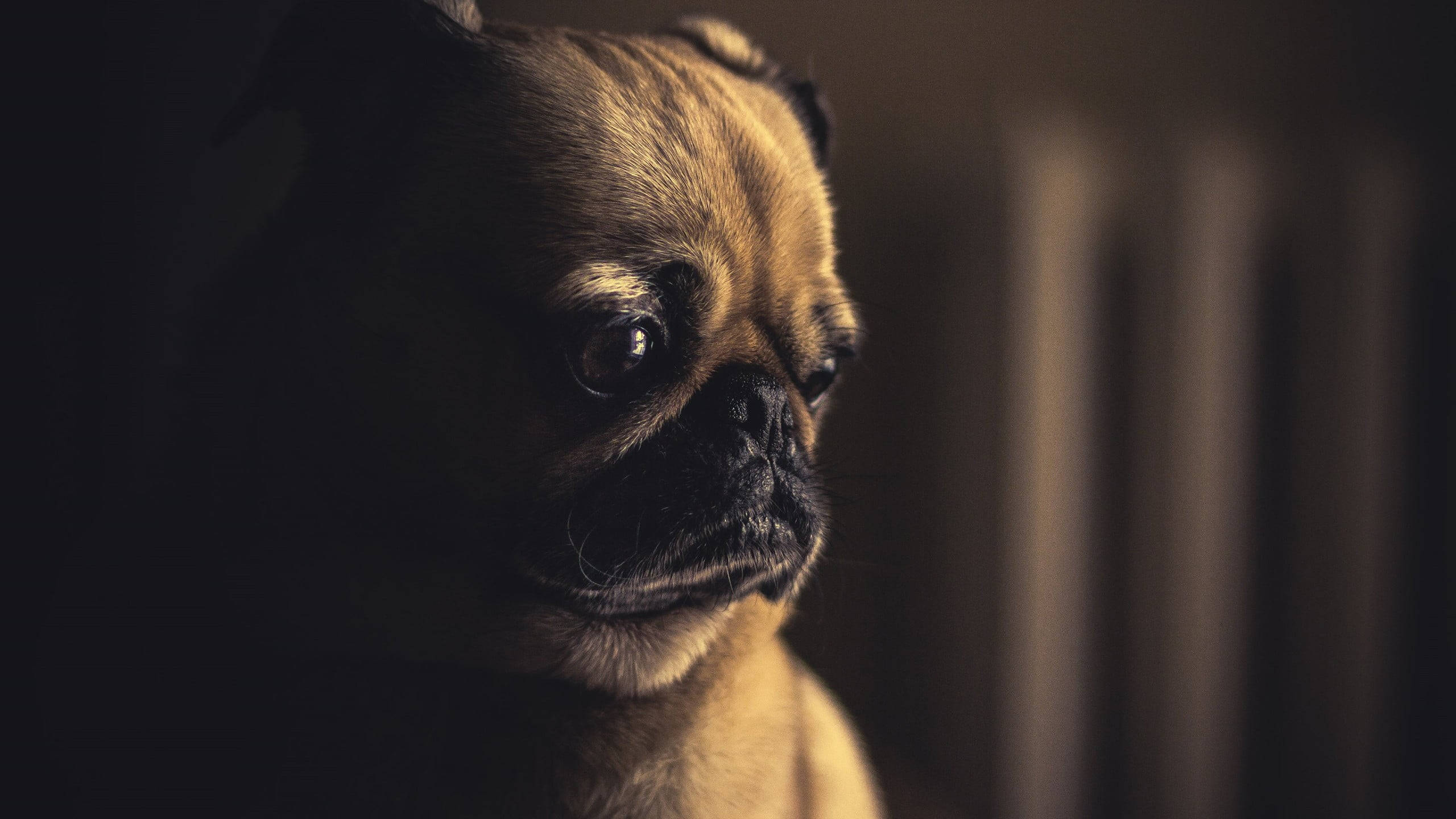 Pug 桌布 壁紙 — 一隻擁有溫暖金色毛髮和深色眼睛的八哥犬特寫，在昏暗舒適的燈光下若有所思地凝視。