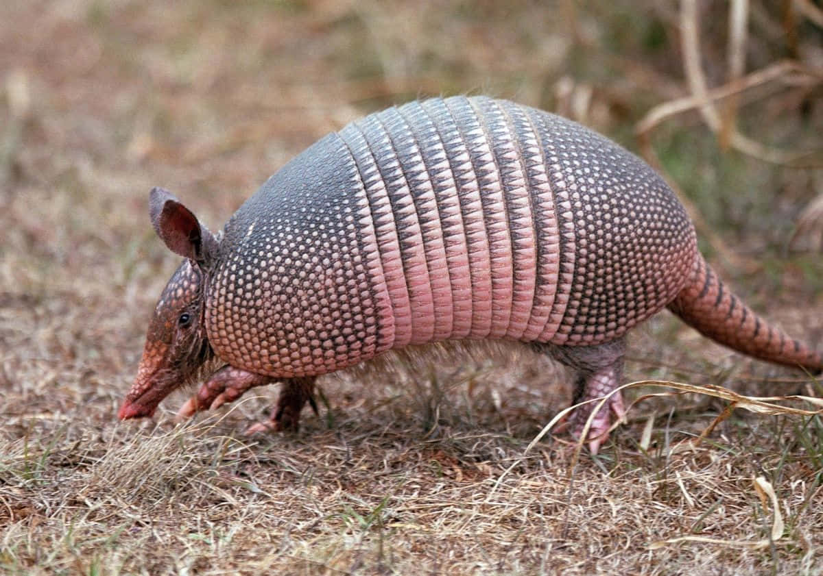 armadillo 桌布 壁紙 — 一隻擁有灰色和粉紅色分段盔甲的犰狳在自然棲息地的乾草中覓食。