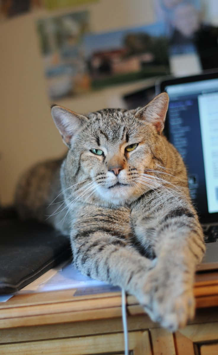 Pixie-bob Cat 桌布 壁紙 — 一隻擁有異色瞳的虎斑貓在木桌上挨著筆記型電腦躺著，神情放鬆地直視鏡頭。