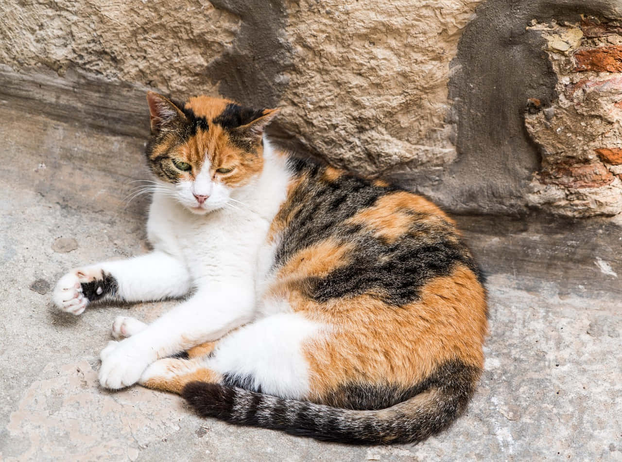 Brazilian Shorthair 桌布 壁紙 — 一隻擁有白色、橙色和黑色毛髮的三色貓，正平靜地靠在一面風化的石牆上休息。