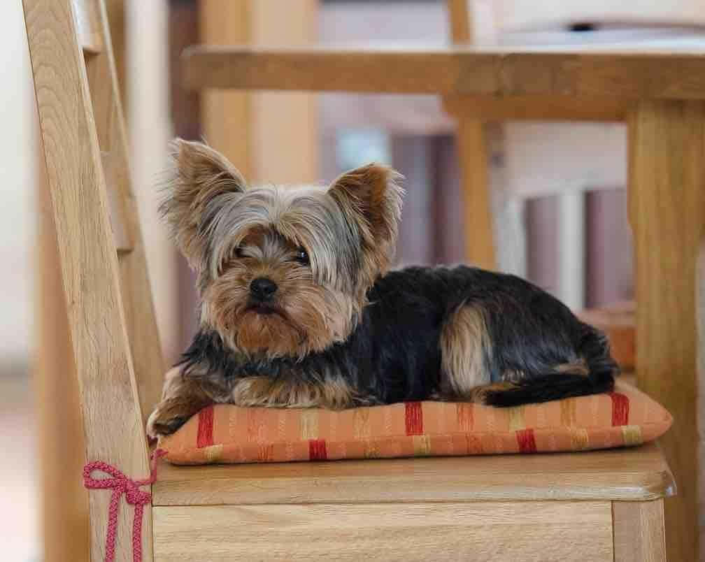 yorkie 桌布 壁紙 — 一隻擁有絲滑金褐色和黑色毛髮的約克夏㹴，在陽光充足的房間裡，威風凜凜地躺在一張木椅上的圖案靠墊上。