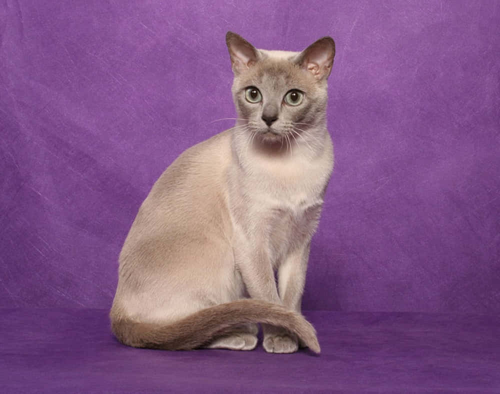 Tonkinese 桌布 壁紙 — 一隻擁有綠色眼睛的苗條暹羅貓，在工作室肖像中對著有紋理的紫色背景擺姿勢坐著。