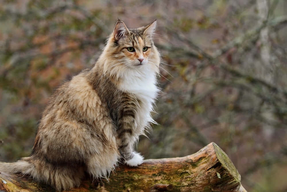 Norwegian Forest Cat 桌布 壁紙 — 一隻擁有綠色眼睛的蓬鬆長毛貓，威嚴地坐在長滿青苔的木頭上，背景是模糊的森林。