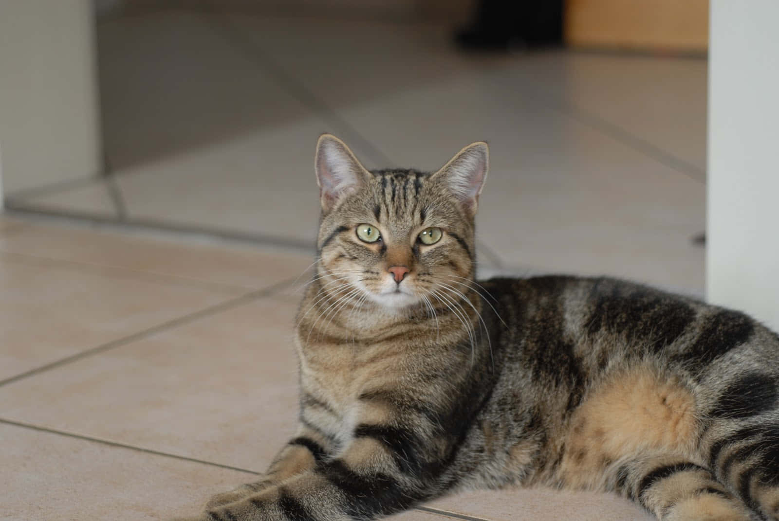 Brazilian Shorthair 桌布 壁紙 — 一隻擁有綠色眼睛的虎斑貓在室內瓷磚地板上平靜地休息，直視鏡頭。