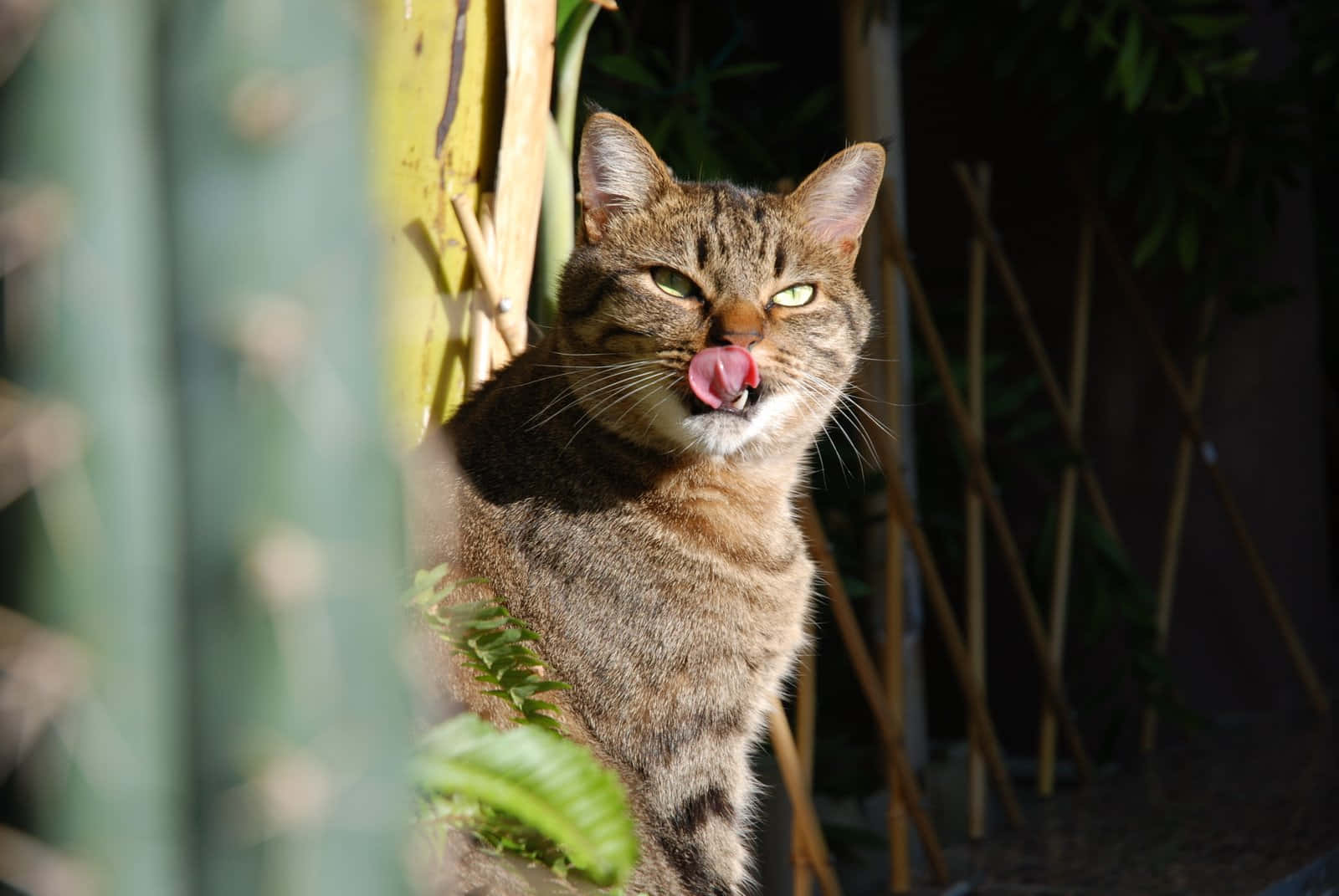 European Shorthair 桌布 壁紙 — 一隻擁有綠色眼睛的虎斑貓在明亮的陽光下，從綠色樹葉間探出頭來舔鼻子。