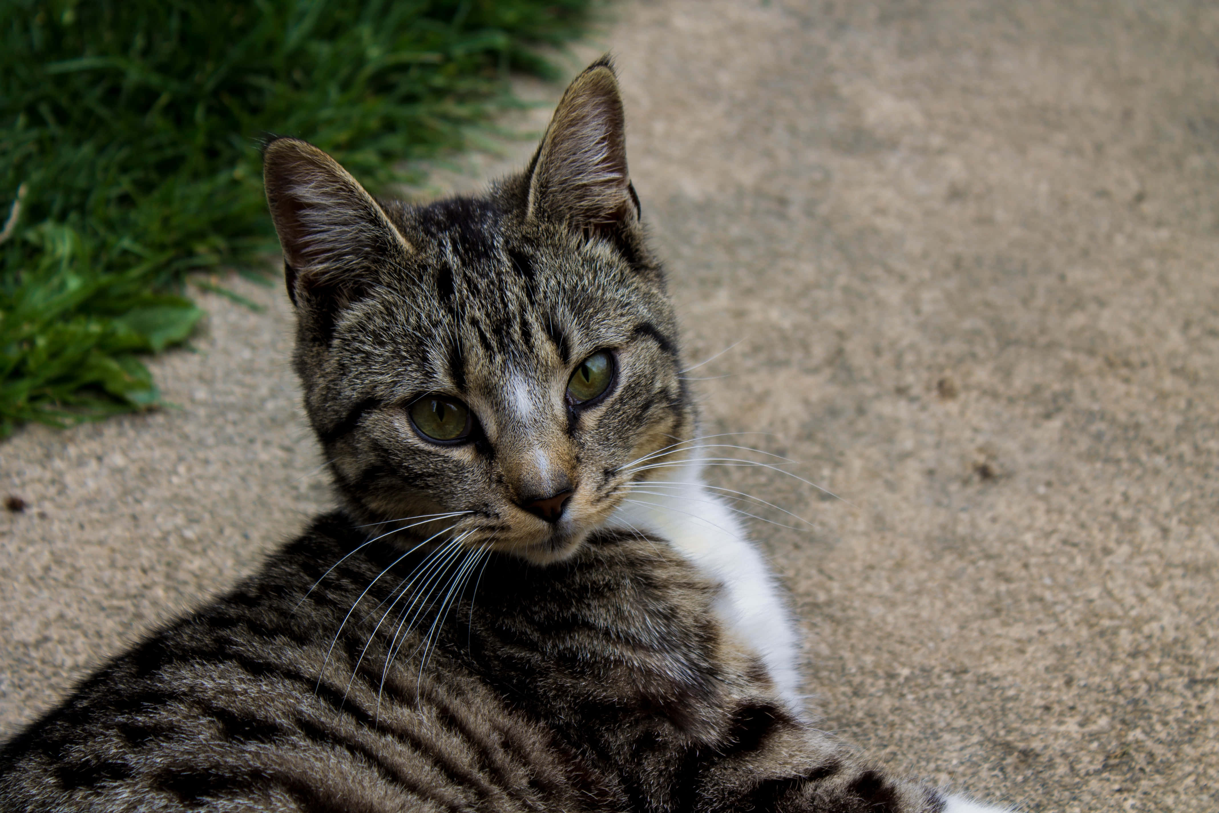 European Shorthair 桌布 壁紙 — 一隻擁有綠色眼睛的虎斑貓在綠色草地旁的水泥地上休息，平靜地凝視著相機。