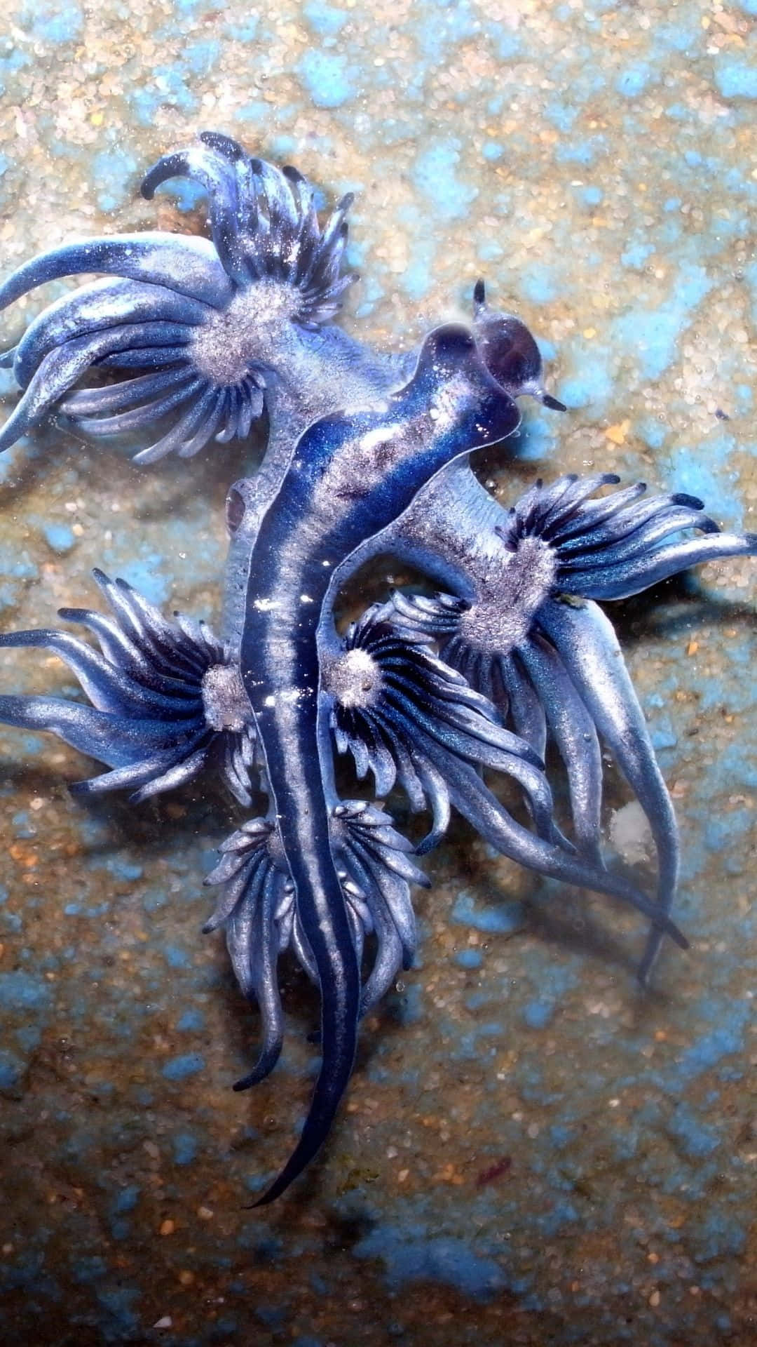 Blue Dragon 桌布 壁紙 — 一隻擁有羽毛狀附屬物的驚艷藍色海蛞蝓，在質感粗糙、生鏽的水下表面上優雅滑行。