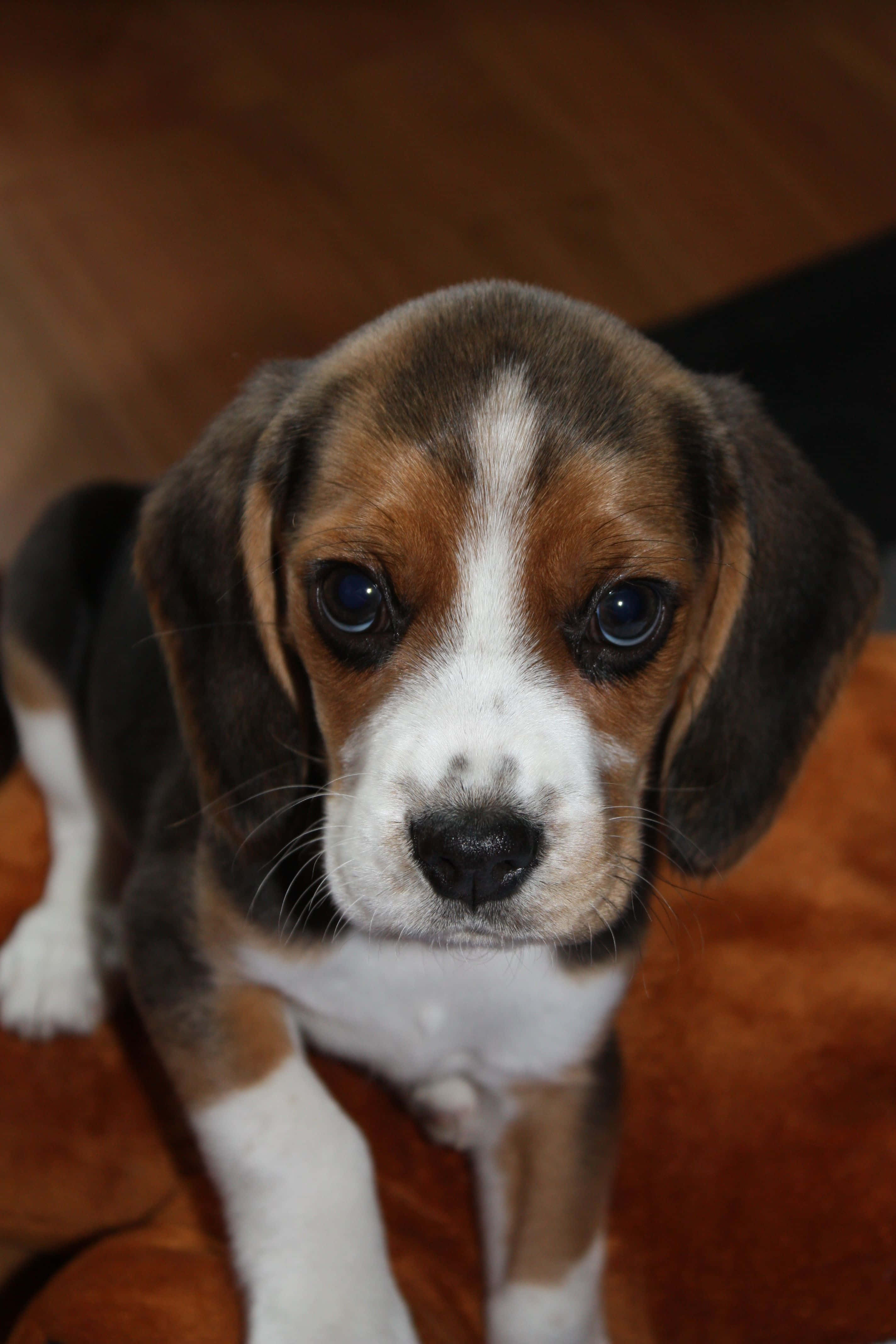 Beagle 桌布 壁紙 — 一隻擁有藍色大眼睛和三色毛髮的比格犬幼犬從木地板上抬頭看的特寫。