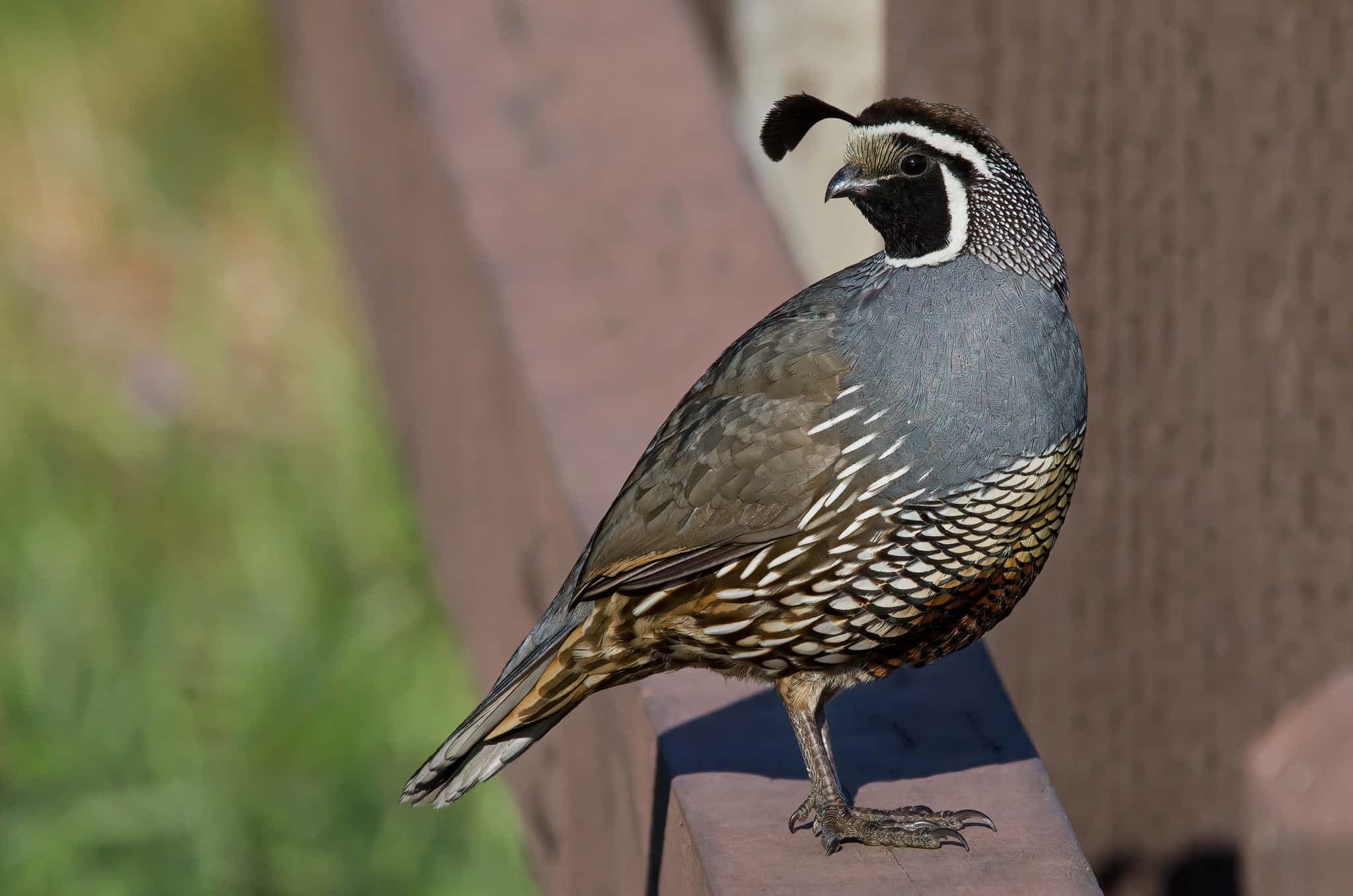 Quail 桌布 壁紙 — 一隻擁有複雜羽毛圖案的鵪鶉警覺地棲息在木欄杆上，背景是柔和模糊的綠色和棕色。