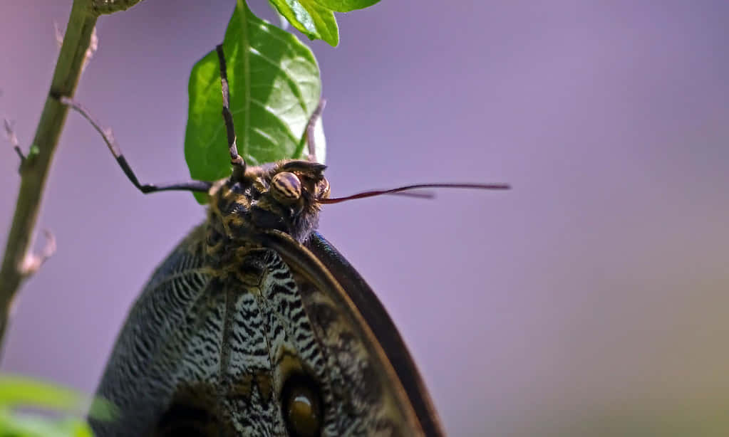Butterfly Zoo 桌布 壁紙 — 一隻擁有複雜翅膀圖案的大型飛蛾，棲息在綠色葉片上，背景為柔和紫色的特寫。