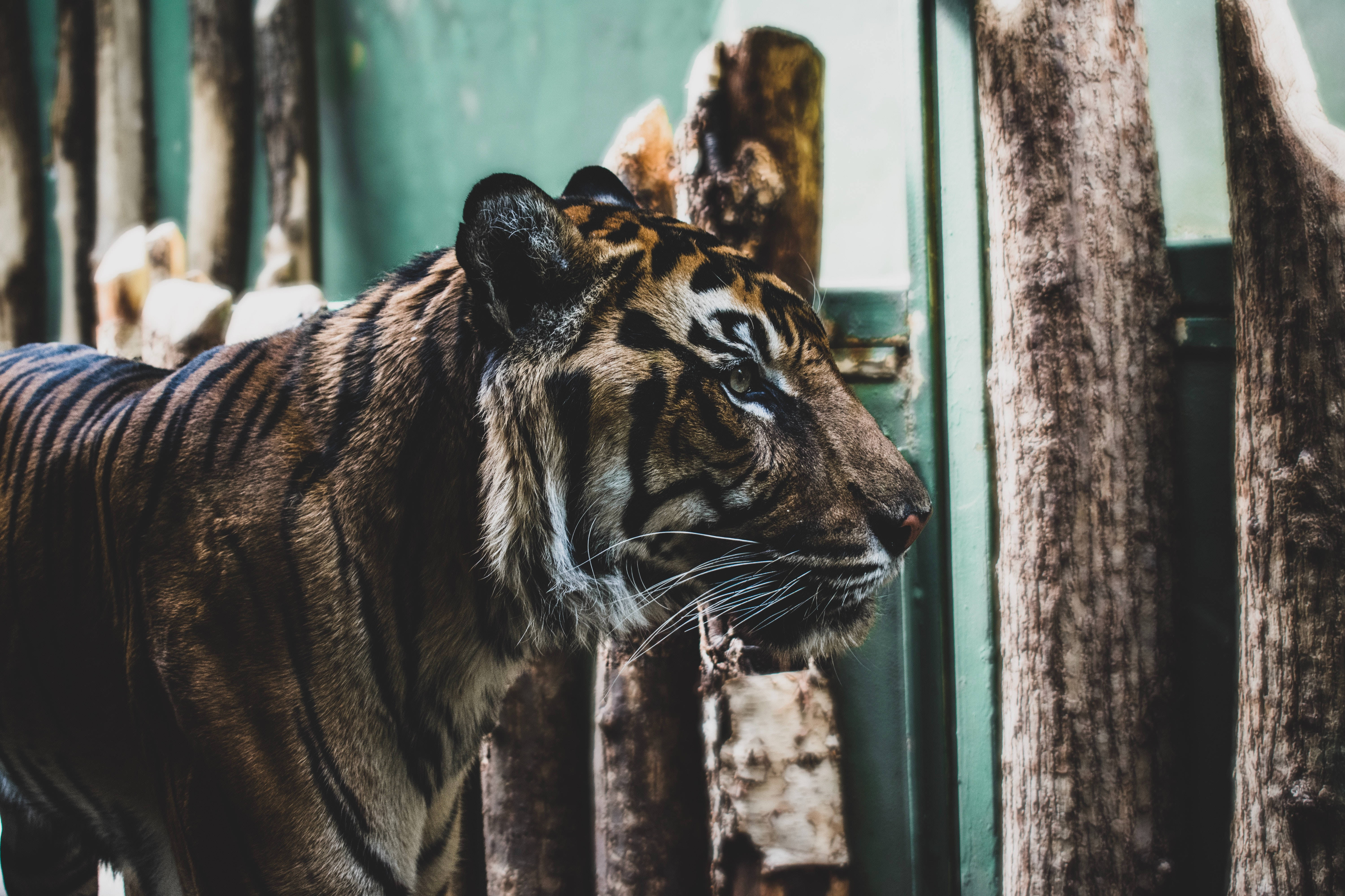 harimau 桌布 壁紙 — 一隻擁有醒目條紋的威猛老虎，透過沐浴在柔和自然光線下的木製圍欄凝視著。